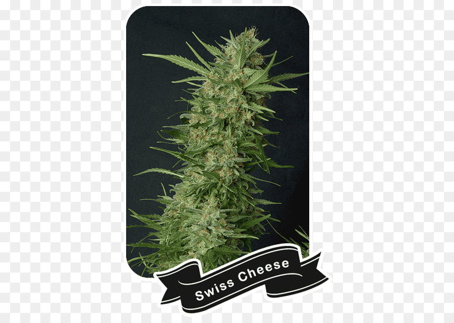 Cannabis，Cultivo De Cannabis PNG