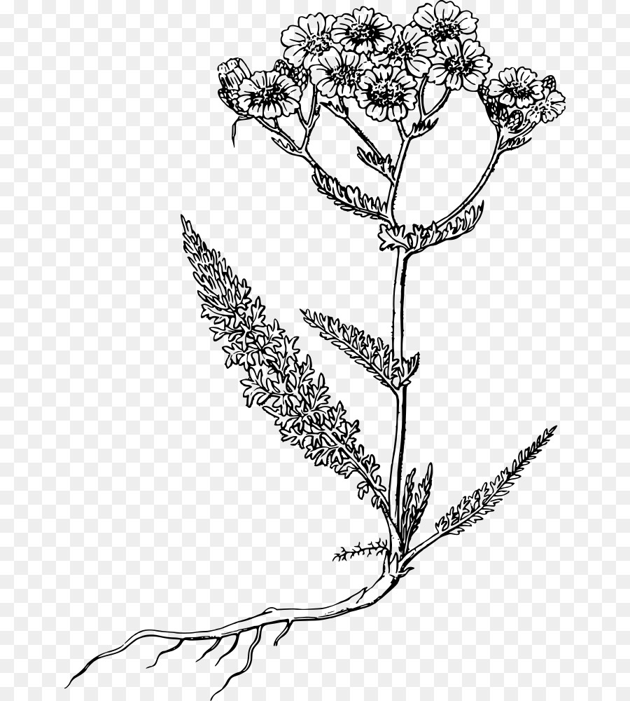 Yarrow，ícones Do Computador PNG