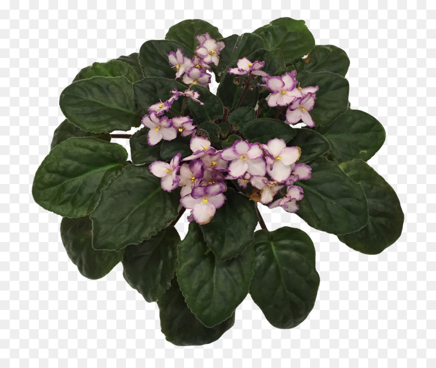 Violetas Africanas，Violeta PNG