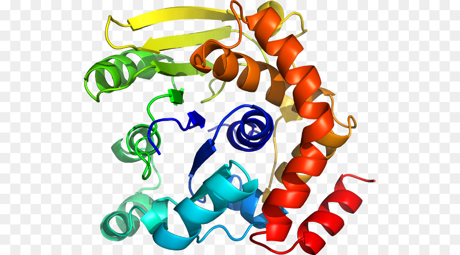 Proteína，Molécula PNG