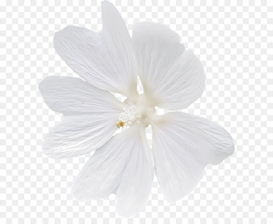 Preto E Branco，Branco PNG