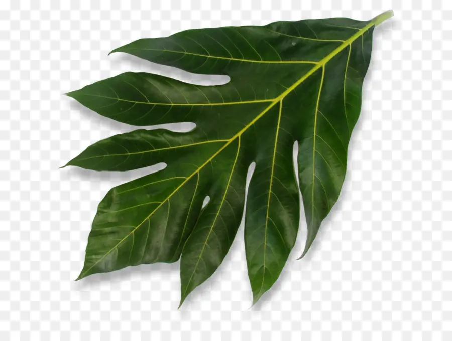 Folha，Planta PNG