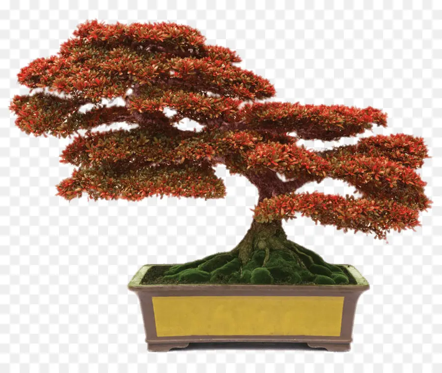 Árvore Bonsai，Miniatura PNG