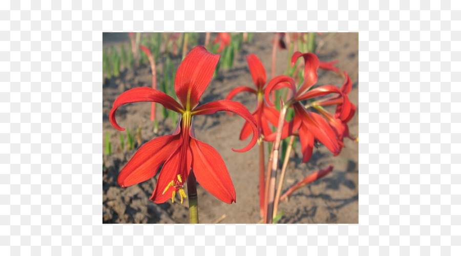 Amarílis，Montbretia PNG