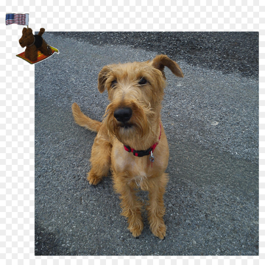 Glen，Irish Terrier PNG