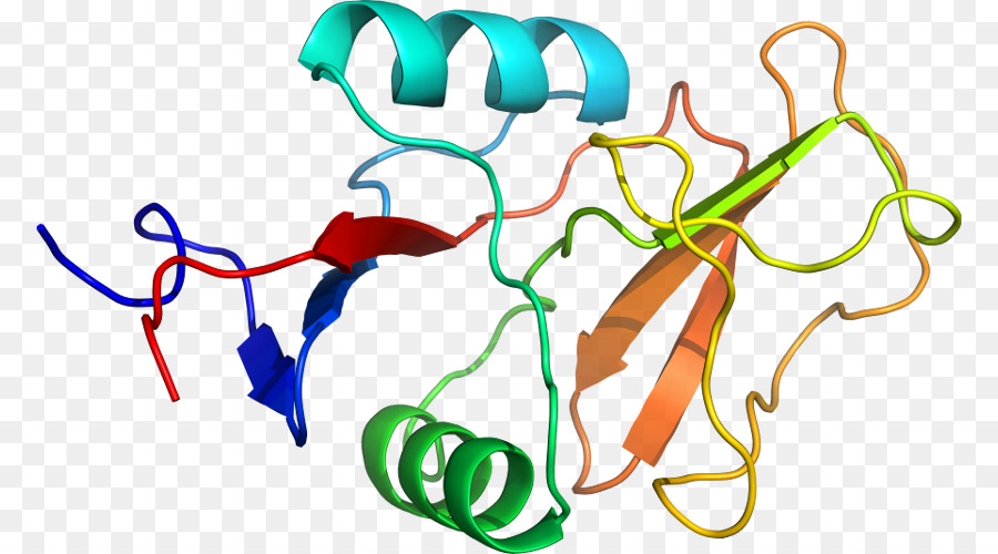 Hélice De Proteína，Molécula PNG