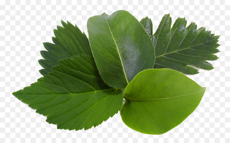 Folhas Verdes，Natureza PNG