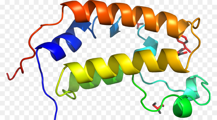 Estrutura Proteica，Biologia PNG