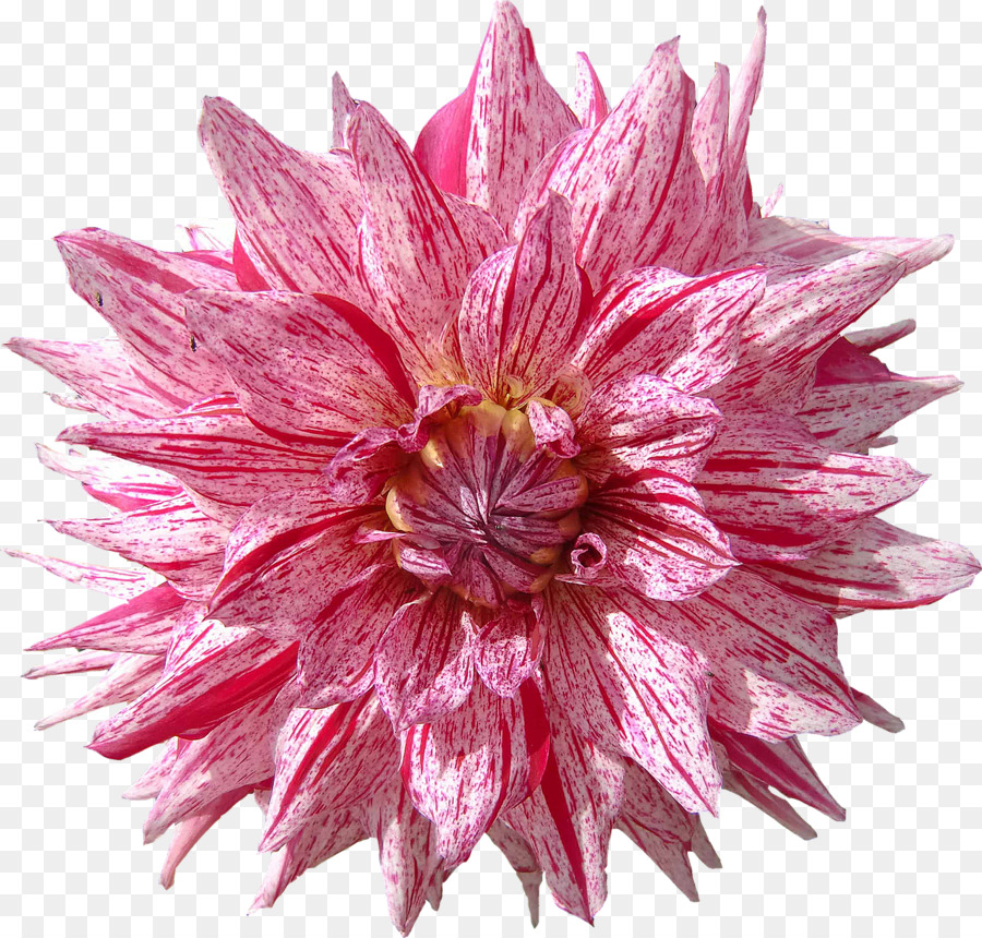 Dahlia，Flor PNG