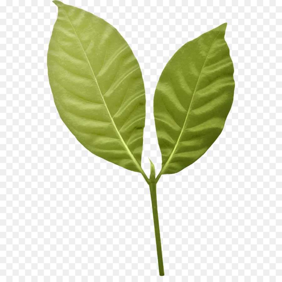 Folhas Verdes，Natureza PNG