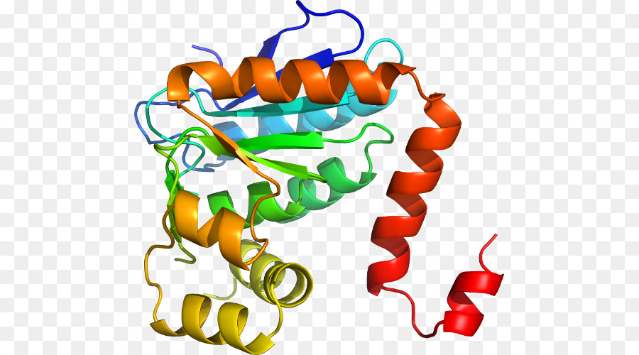 Estrutura Proteica，Biologia PNG