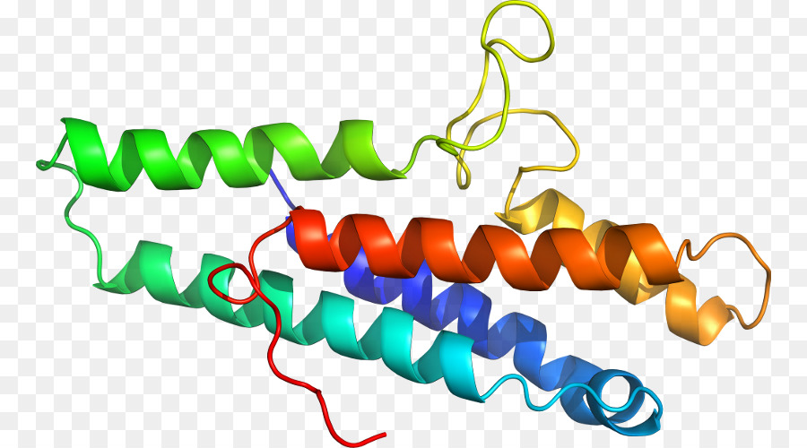 Hélice De Proteína，Molécula PNG