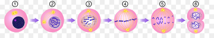 体細胞分裂，A Divisão Celular Genética PNG