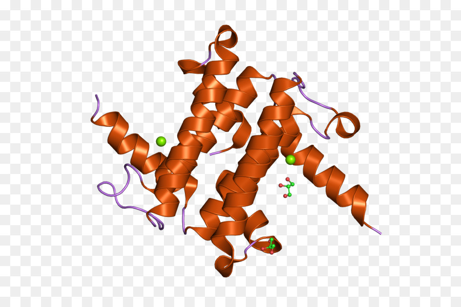 Estrutura Proteica，Molécula PNG