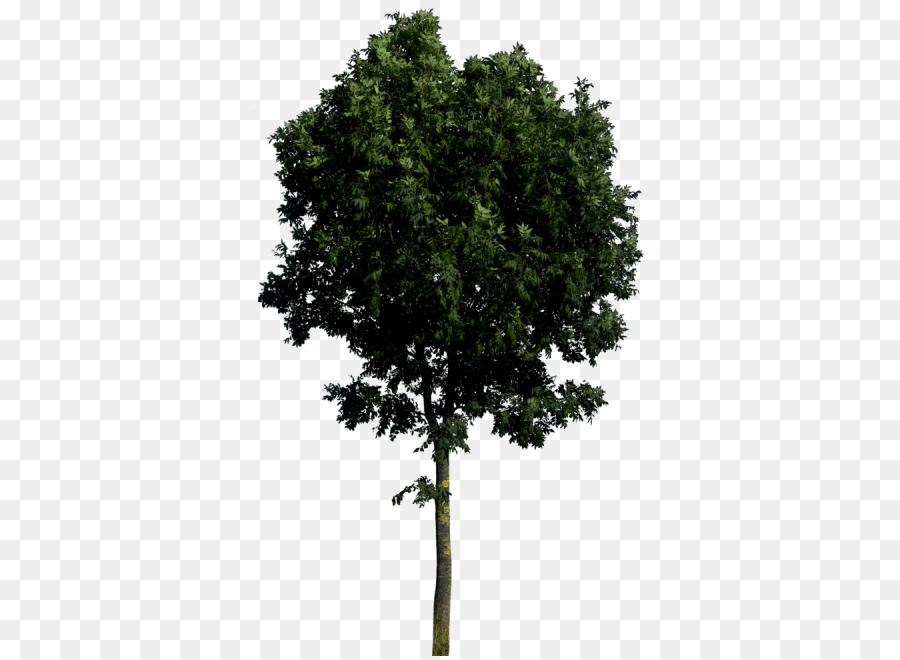 Resolução De Imagem，árvore PNG