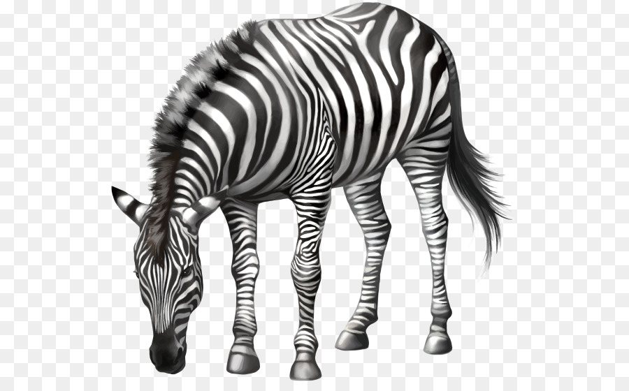 Zebra，Listras PNG