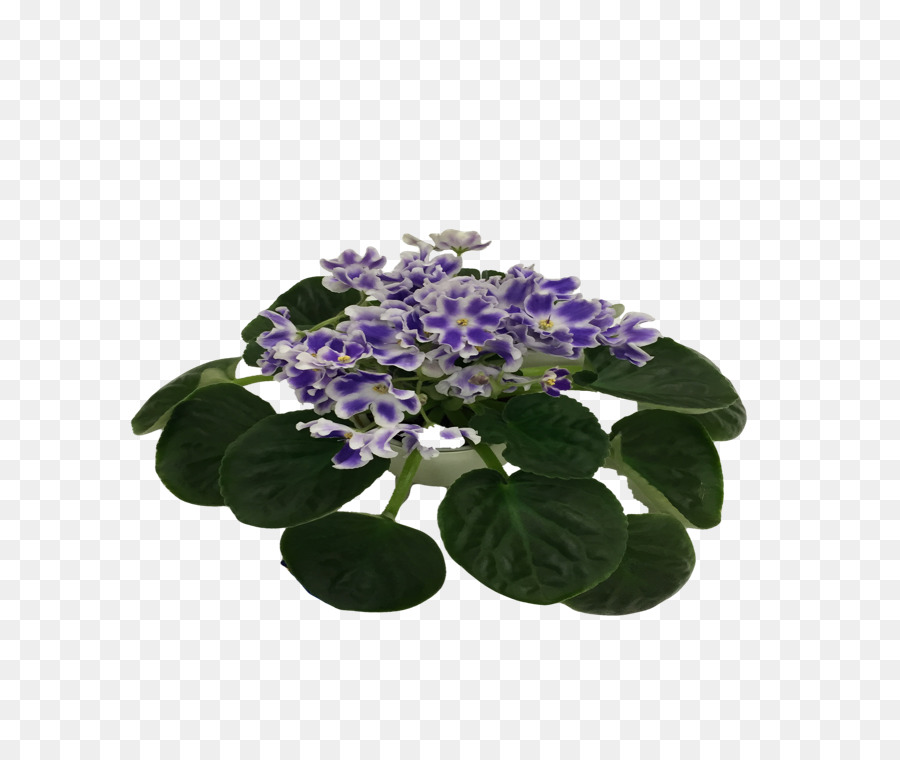 Hortênsia，Flowerpot PNG
