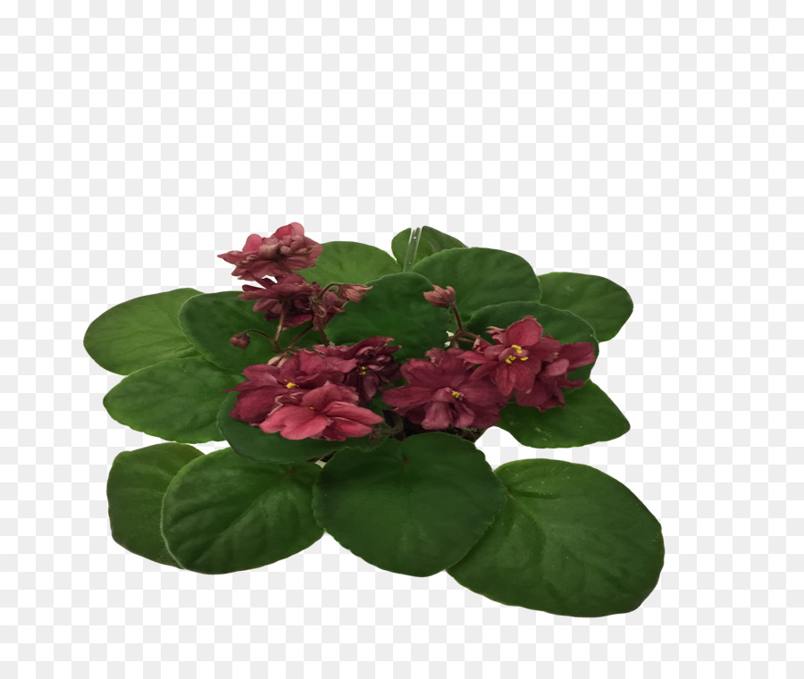 Flowerpot，Planta Anual PNG