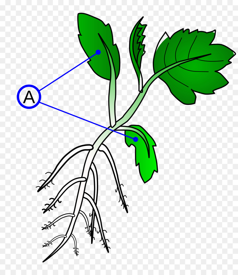 Dicotyledon，Ramo PNG