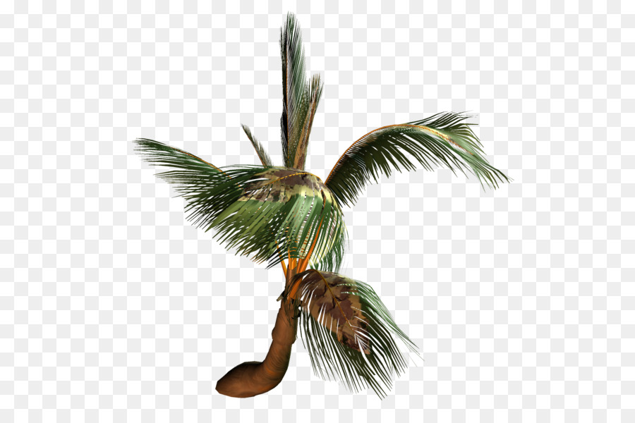 Coco，Arecaceae PNG