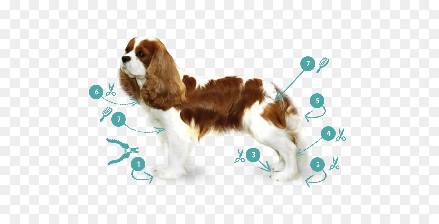 King Charles Spaniel，Cavalier King Charles Spaniel PNG