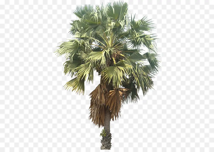 Mexicano Fã De Palma，Arecaceae PNG