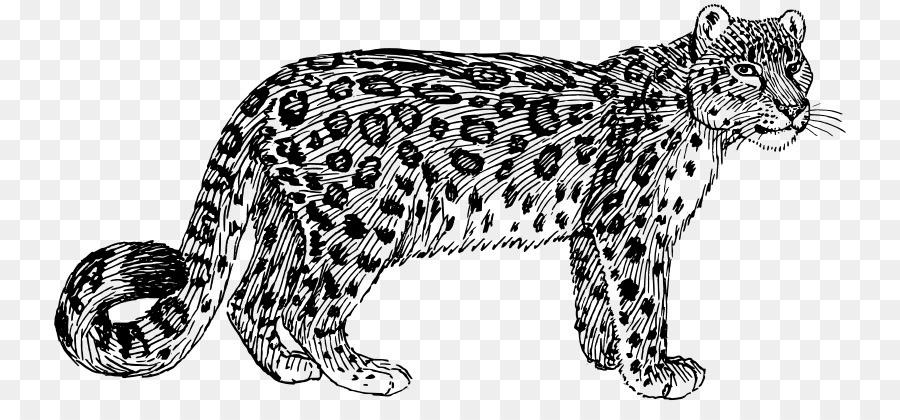 Leopard，Cor PNG