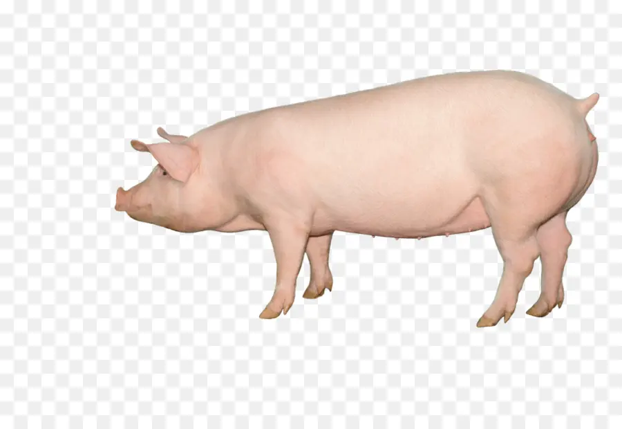 Grande Porco Branco，Hampshire Porco PNG