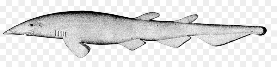 águas Profundas Catshark，Tubarão PNG