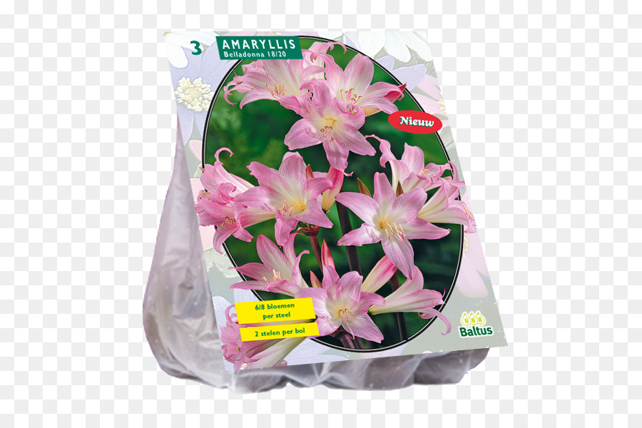 Flores De Corte，Gigante Allium PNG