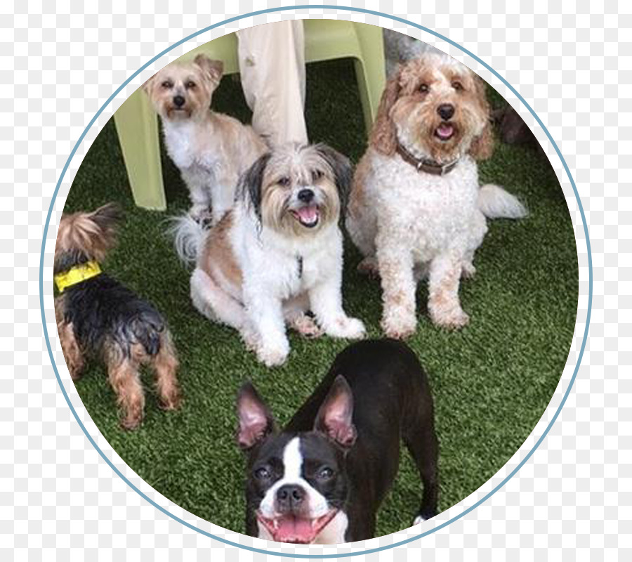 Schnoodle，Havanese Cão PNG