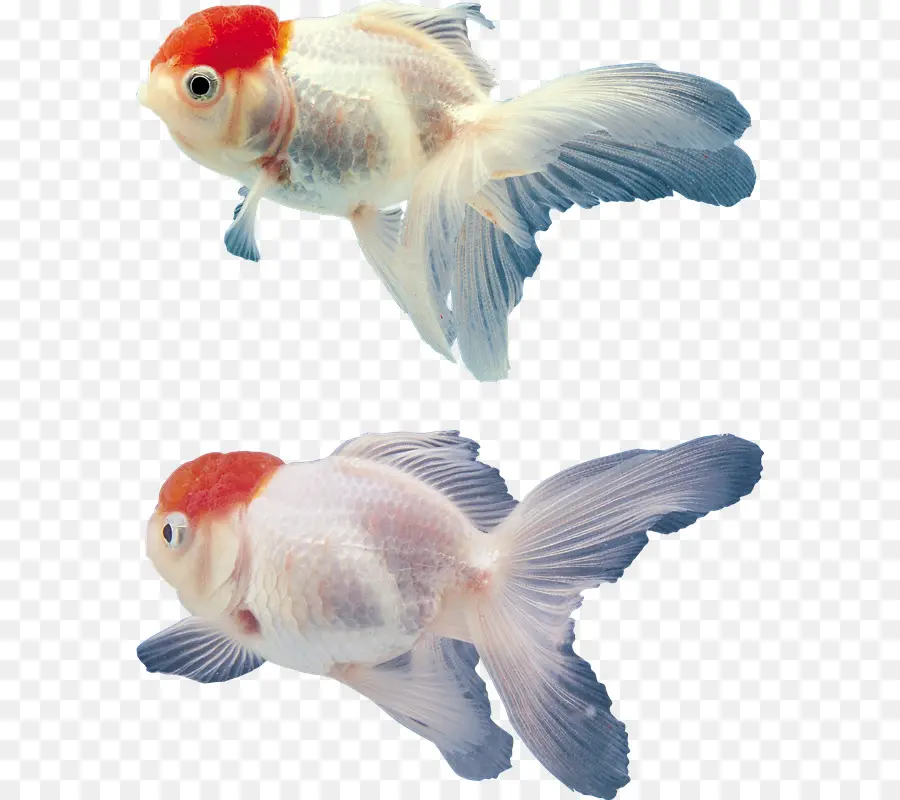 Peixe Dourado，Peixe PNG
