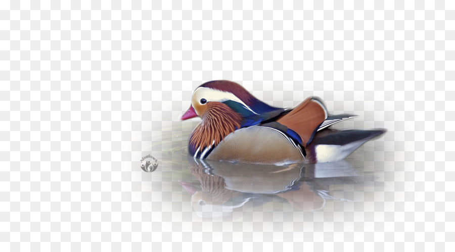 Pato，Pena PNG