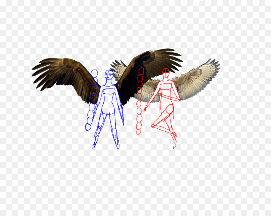 Bico，Aves PNG