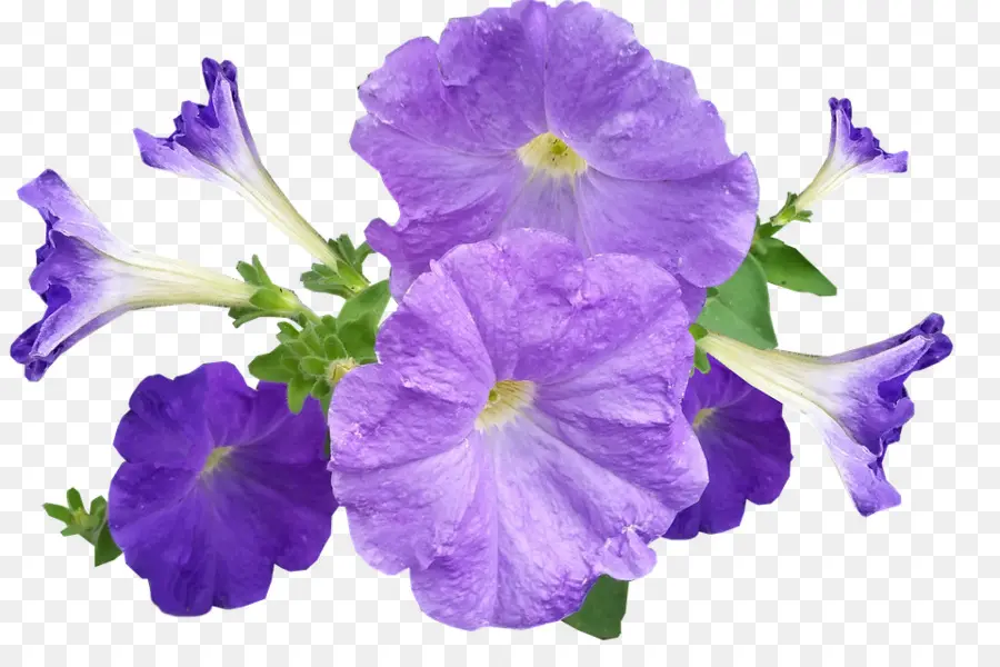 Petúnia，Violeta PNG