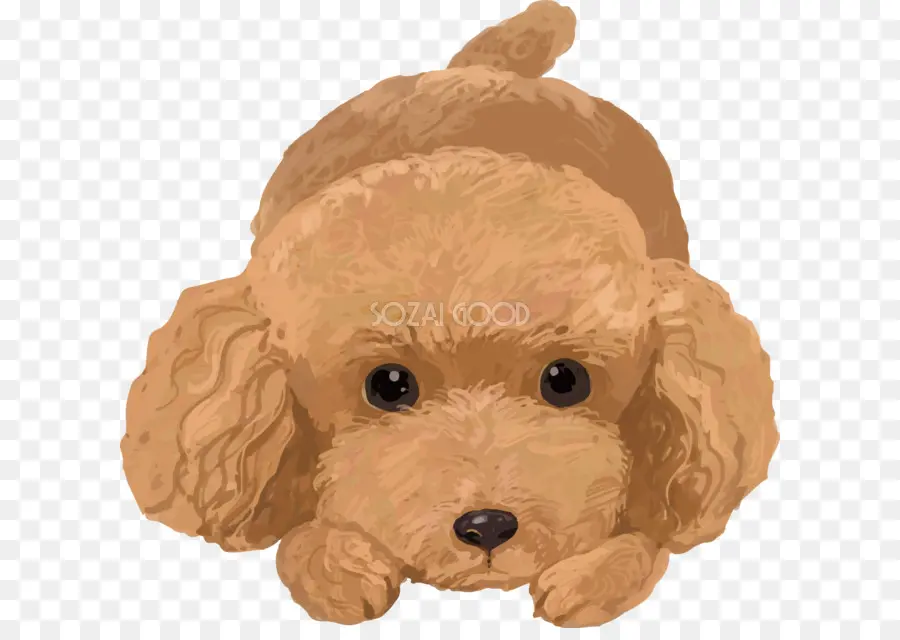 Toy Poodle，Poodle Miniatura PNG