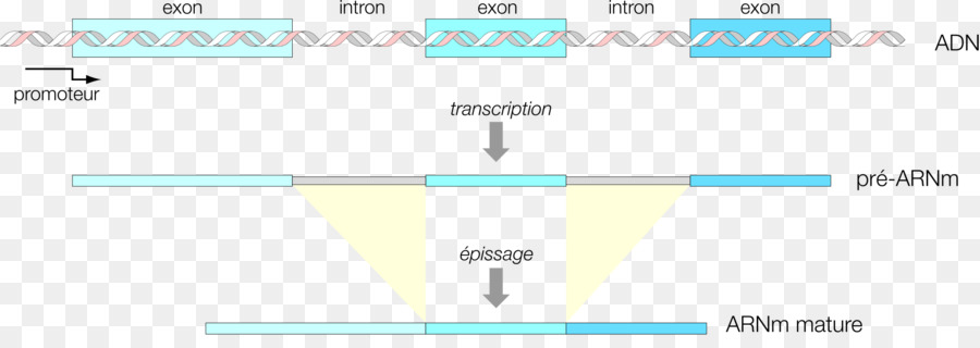 Rna Mensageiro，Rna Splicing PNG