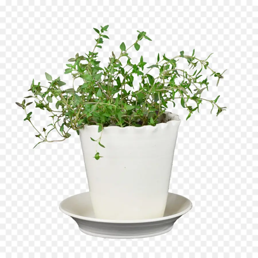 Planta Em Vaso，Erva PNG