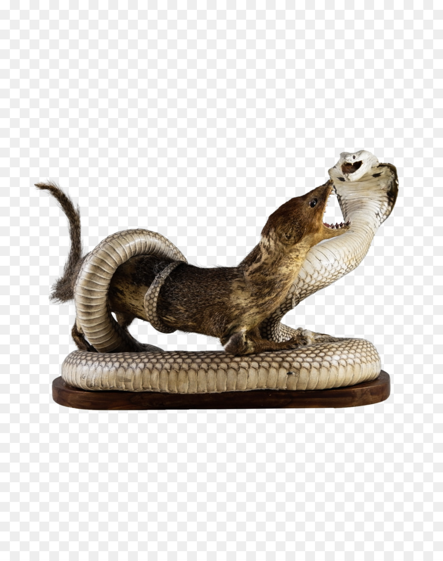 Cobra No Galho，Cobra PNG