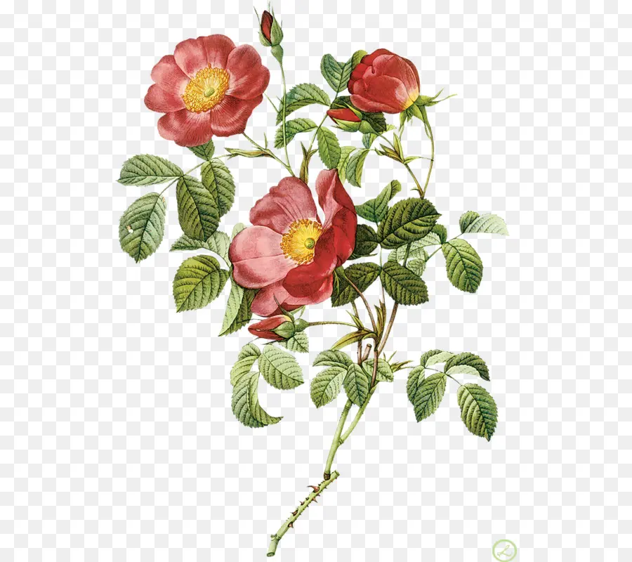 Flores，As Rosas PNG