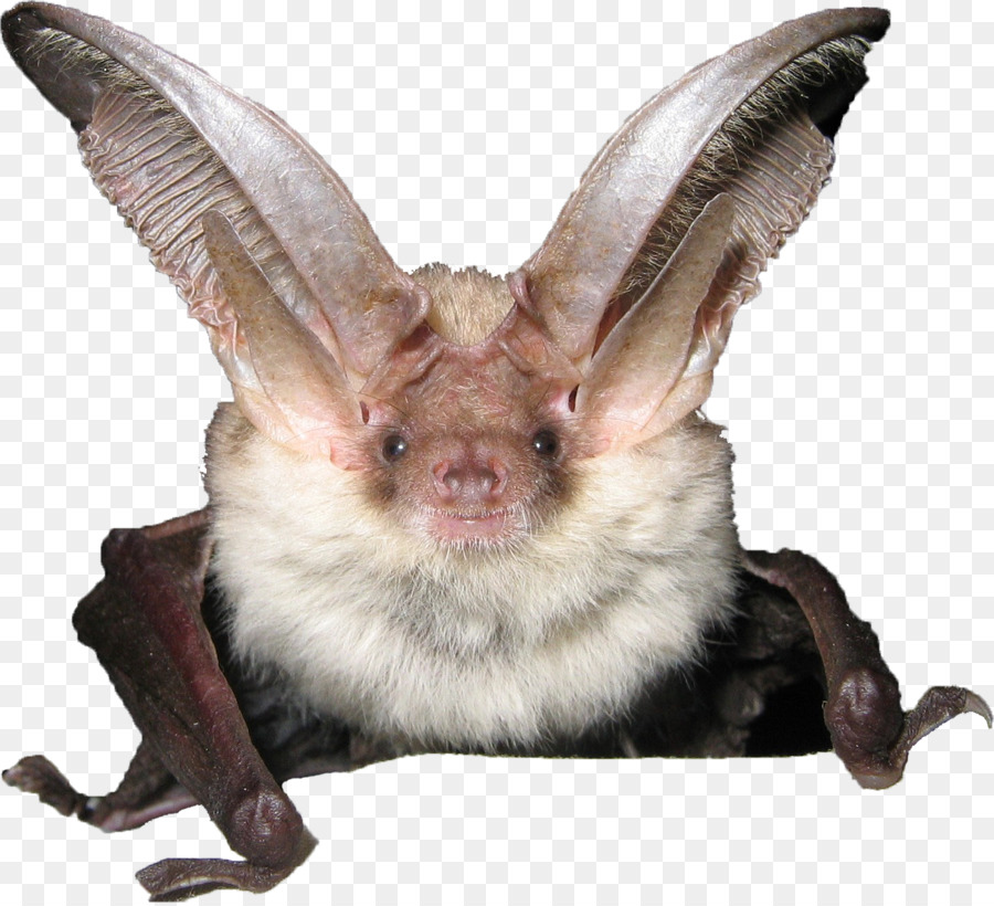 Bat，Alpine Longeared Morcego PNG