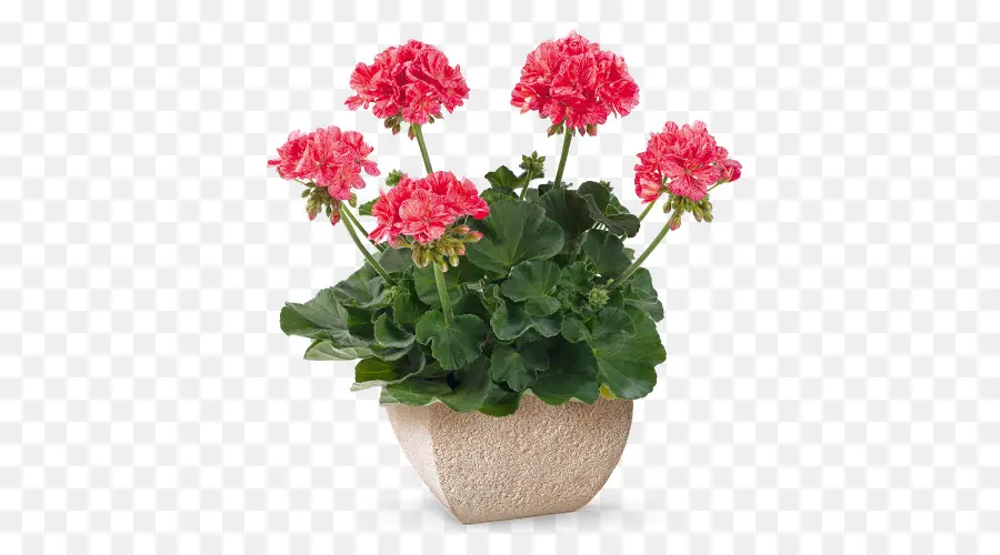 Ivy Gerânio，Pelargonium Zonale PNG