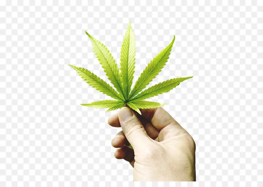 Folha De Cannabis，Mão PNG