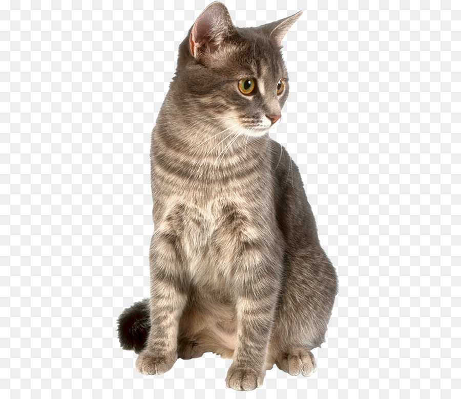 Gatinho，Gato PNG