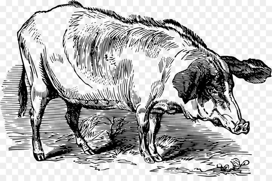O Porco Doméstico，Bovinos De Leite PNG
