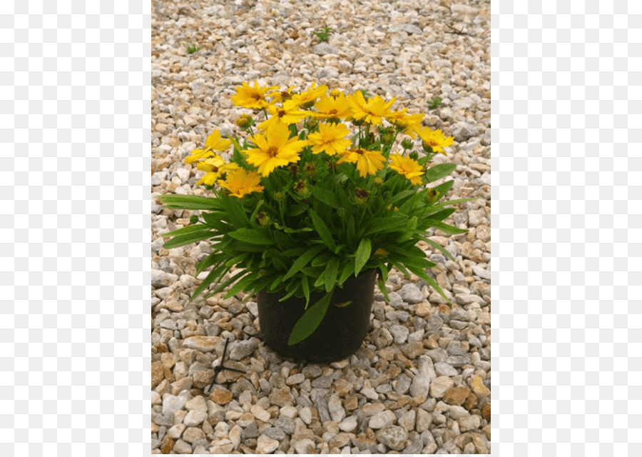 Jardim，Largeflowered Tickseed PNG