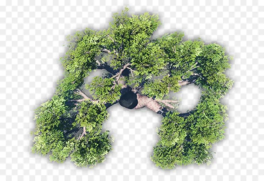 árvore，Planta PNG