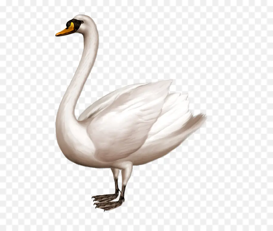 Cisne，Água PNG