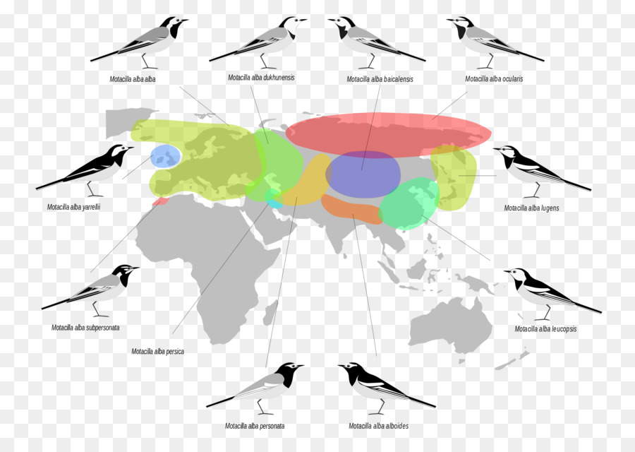 Paleártico Reino，Biogeográfica Reino PNG