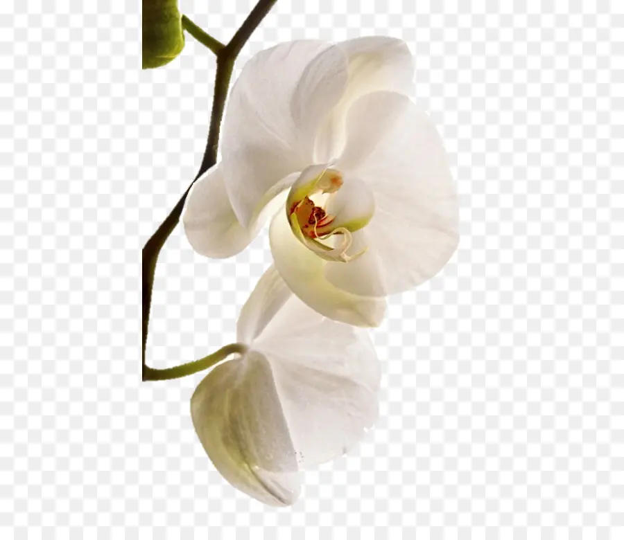 Traça Orquídeas，Salão De Festas Orquidea PNG